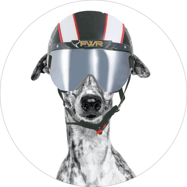 whippet wearing helment Thumbnail